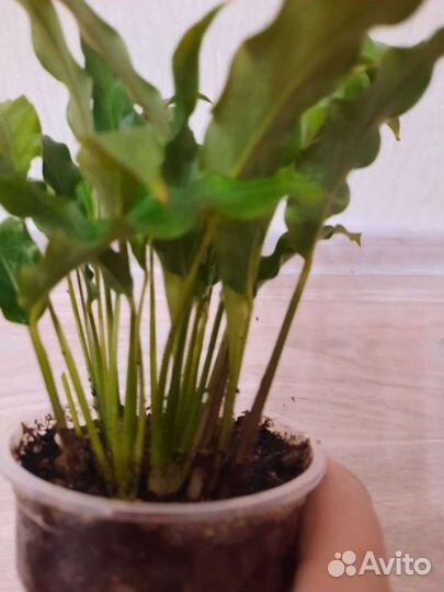 Калатея руфибарба