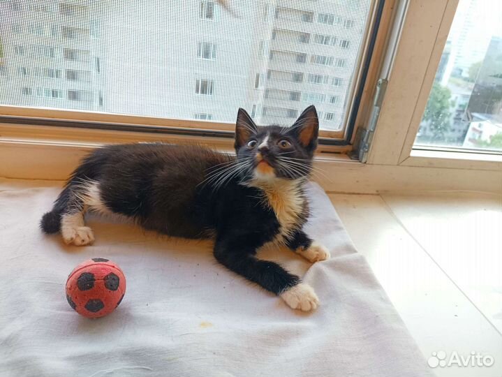 Котёнок, 2 месяца