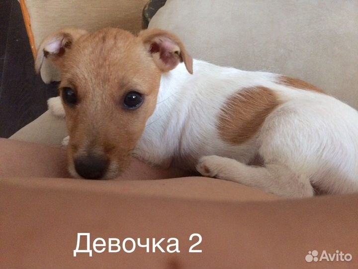 Щенки джек Рассел терьер