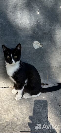 Котята в добрые руки бесплатно