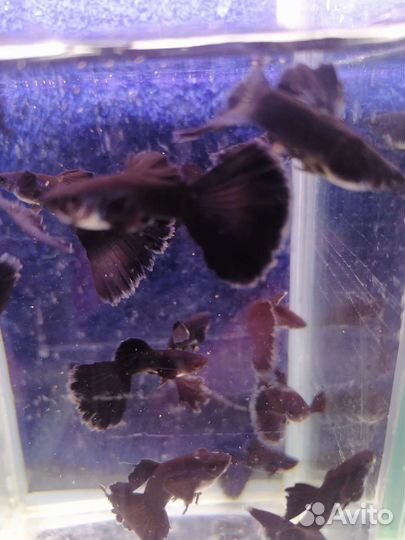 Аквариумные рыбки