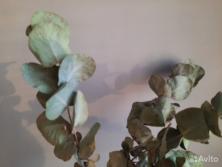 Эвкалипт сухоцвет