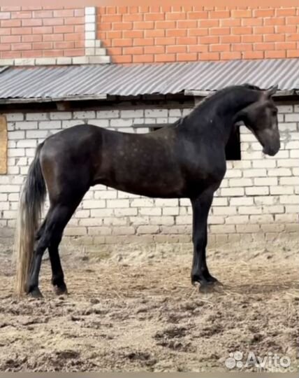 Продам Орловского жеребца