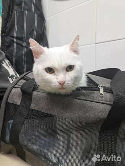 Кошечка в добрые руки