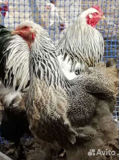 Инкубационное яйцо брама, кохинхин, цыплята