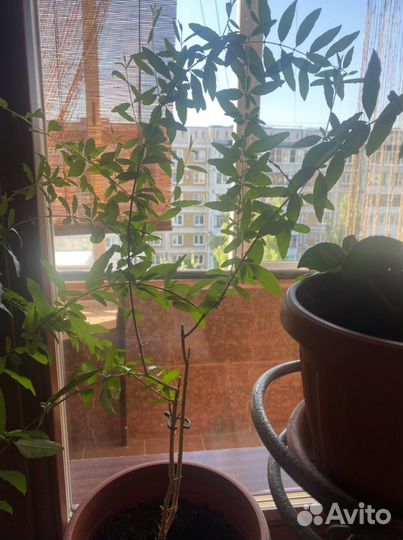 Гранат мини