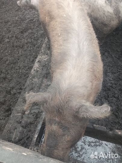 Хряк на племя