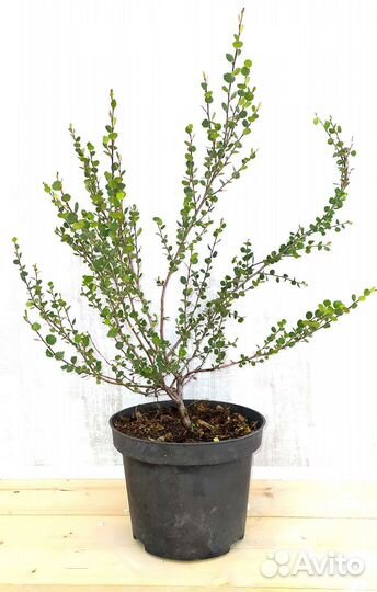 Береза карликовая Нана