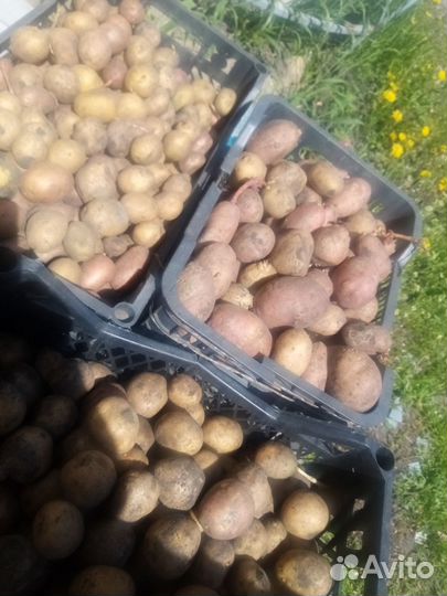Картофель на посадку
