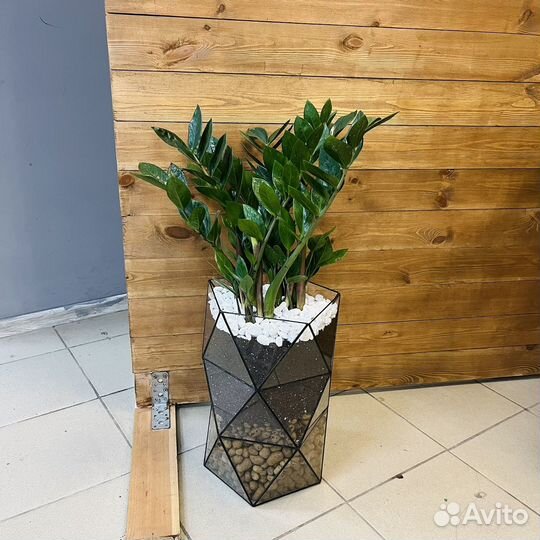 Замиокулькас в напольной форме