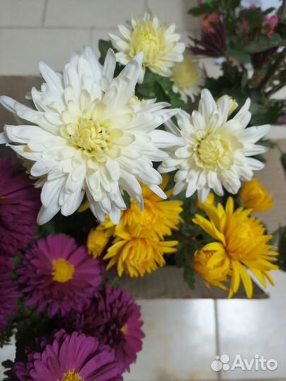 Цветы хризантемы