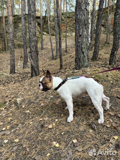 Французский бульдог с документами выставочный