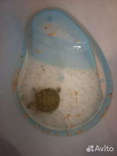 Черепашки красноухие