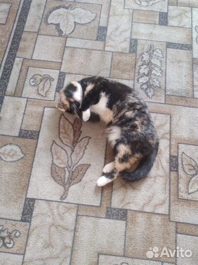 Порода помесь сибирской - кошка