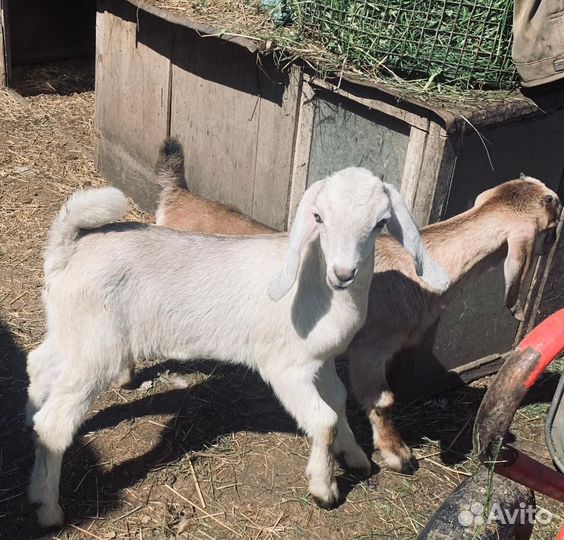 С/х животные