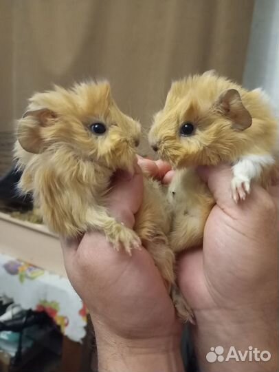 Морская свинка