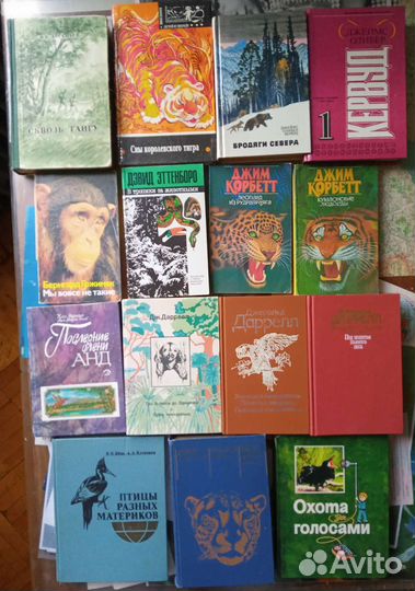 Животные Путешествия Природа Пираты Пчелы