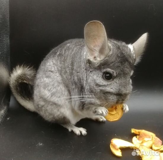 Шиншиллы разных окрасов и мутаций