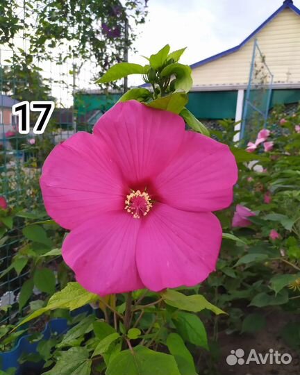 Гибискус травянистый корни