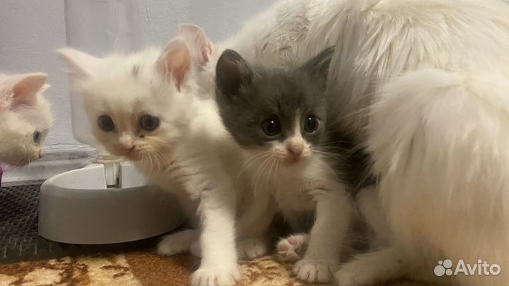 Аббисинские котята бесплатно