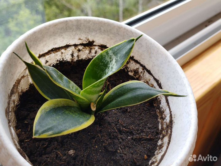 Сансевиерия