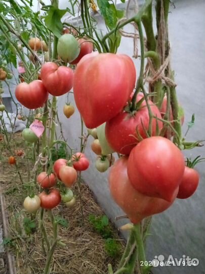 Семена сортовых-коллекционных томатов