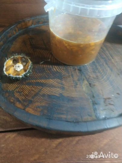 Икра морской ёж вытяжка -концентрат +трепанги