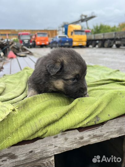 Отдам бесплатно в добрые руки