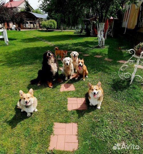 Передержка собак и кошек. Дрессировка