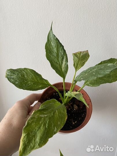 Спатифиллум джемени