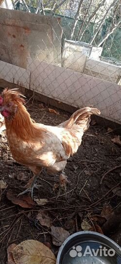 Петух, обмен