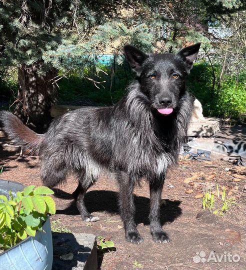 Ищу новый дом, собака осиротела