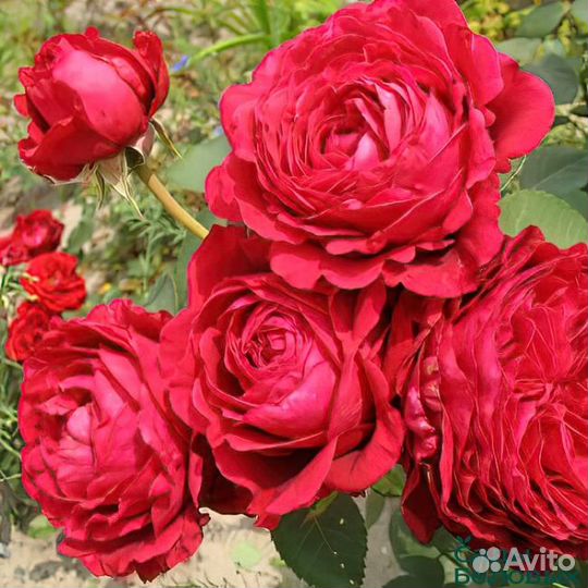 Роза Зоммергольд, Индиголетта, Флорентина