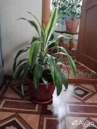 Фикус бенджамина