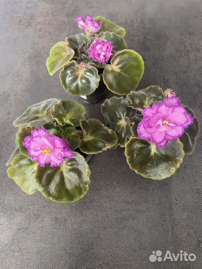 Фиалка Девочка с веером