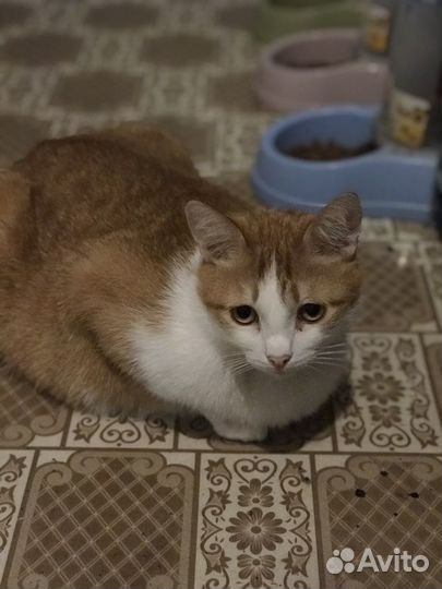 Кастрированный котик в добрые руки