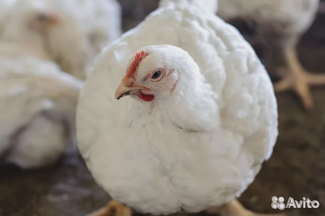 Мясо домашних кур бройлеров с доставкой