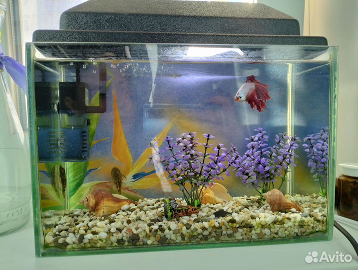 Водное царство (Аквариум с рыбками)