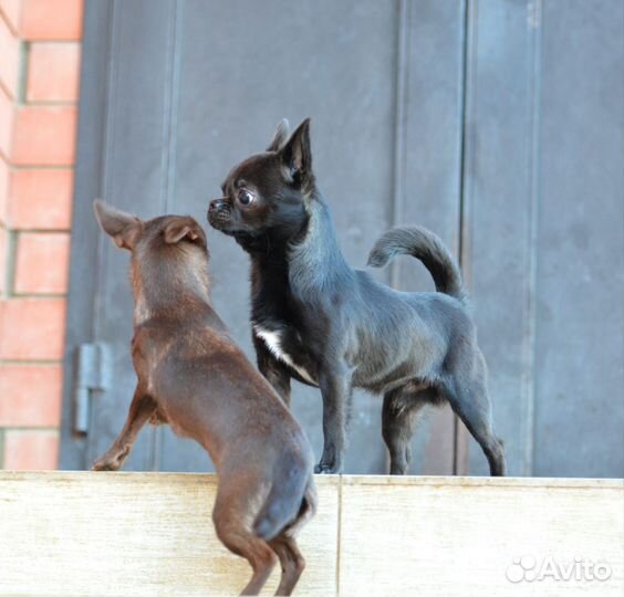 Кобель Чихуахуа