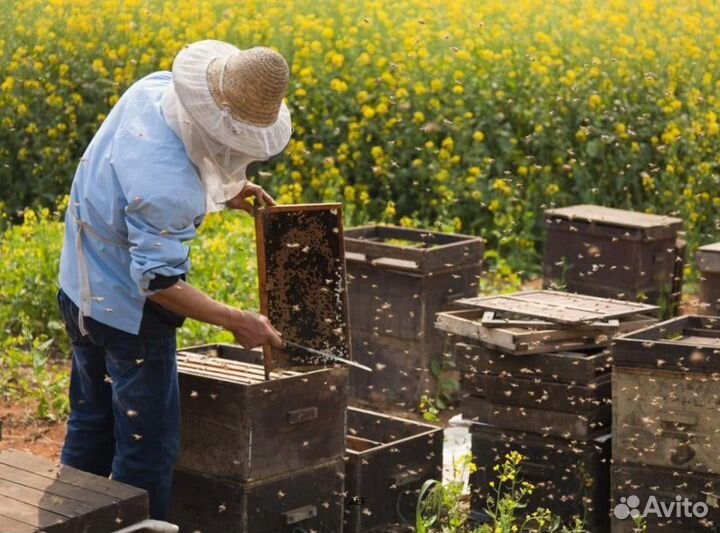 2024 Мед натуральный из Алтая оптом