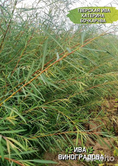 Саженцы сортовой ивы Виноградова для плетения