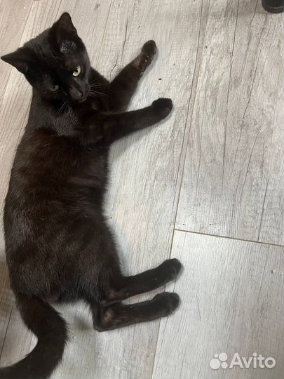 Котенок в добрые руки