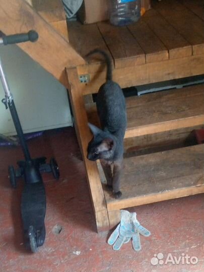 Отдам в добрые руки бесплатно