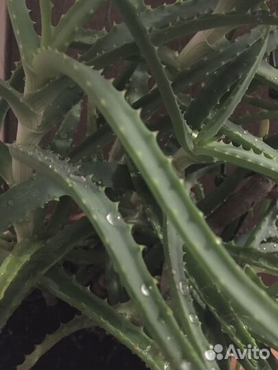 Алоэ древовидное лечебное