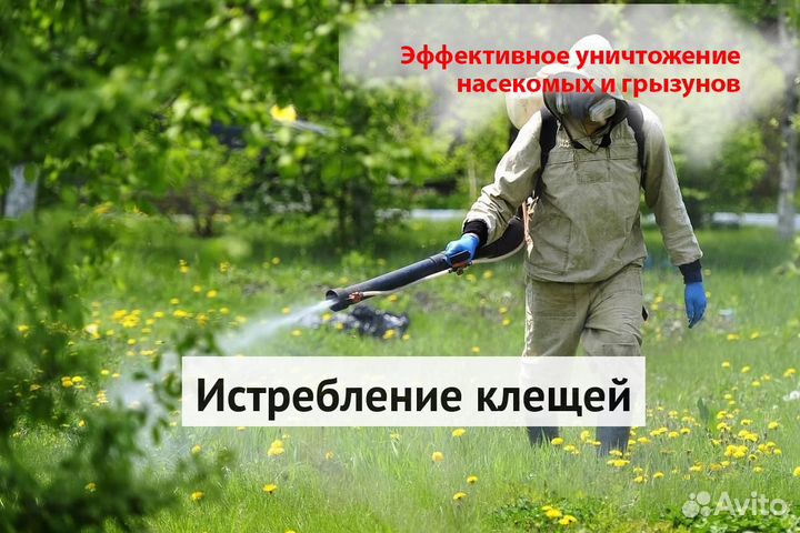 Уничтожение клопов тараканов лечение растений