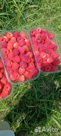 Саженцы ремонтантной малины