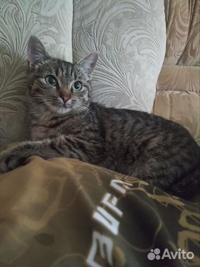 Котята мышеловы