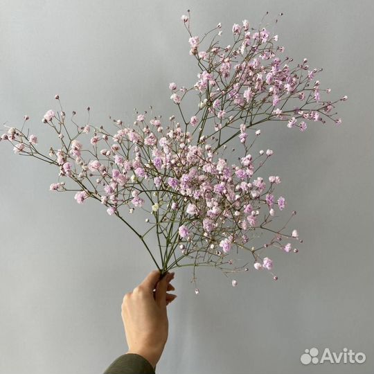 Гипсофила срезка