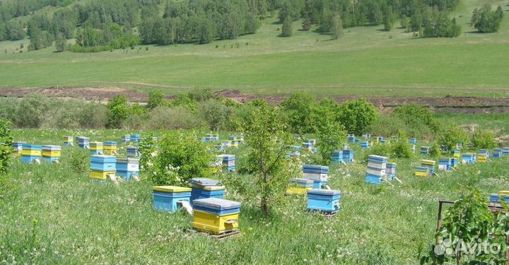 Мед оптом / лесной