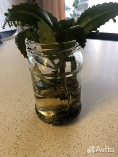 Каланхоэ лечебное